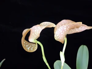 Bild von Bulbophyllum burfordiense 4